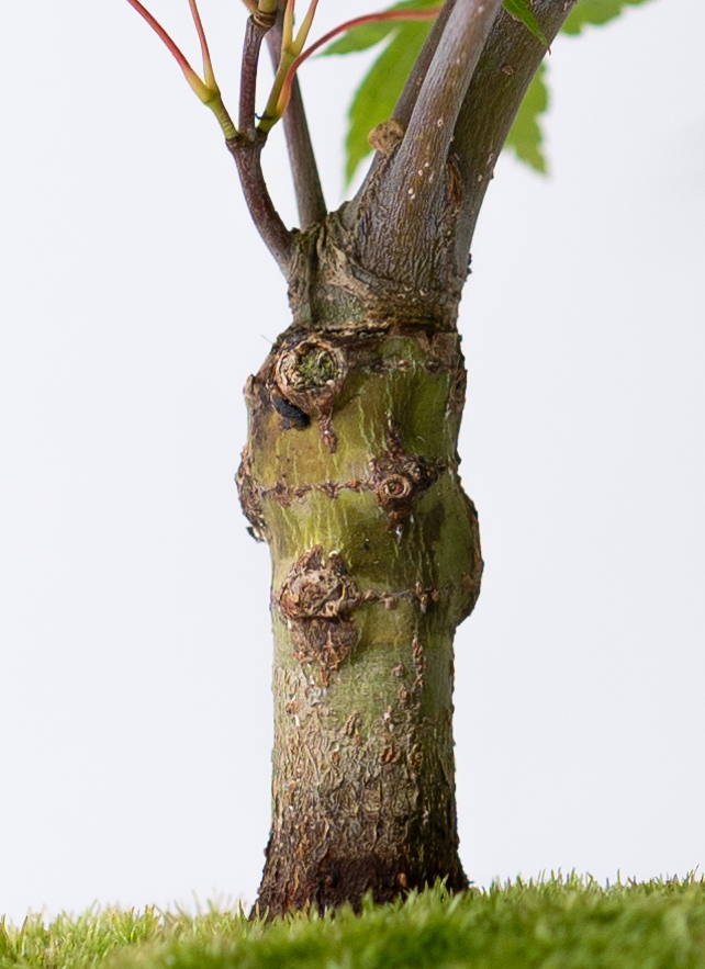 産地直送 流泉モミジ 3Lサイズ 鉢色 流氷／山形 石木花からお届け