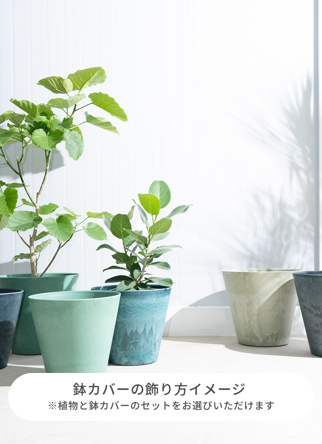 その他観葉植物 SHU シュロチク 棕櫚竹 観葉植物 10号 大型 寒さに強い おしゃれ 鉢植え