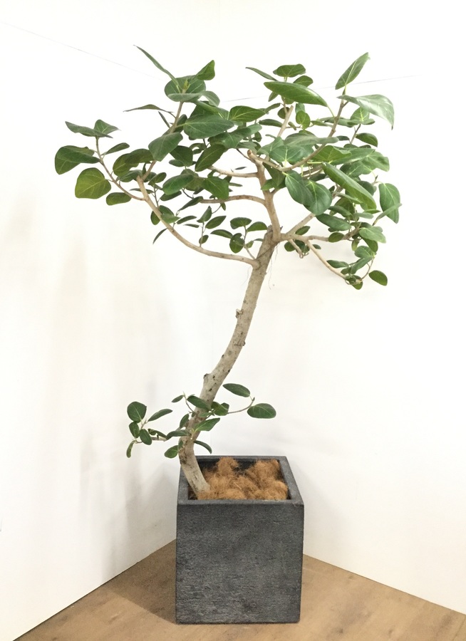 観葉植物 1都3県 限定配送 210cm オリジナル鉢カバー付 フィカス ベンガレンシス 12号 観葉植物ならhitohana ひとはな