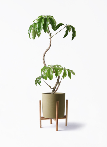 ［現品］3番　ツピタンサス　曲がり　8号　観葉植物　室内　大型　おしゃれ 楽天市場】【マラソン期間☆Pアップ】ツピタンサス 大型 観葉