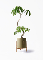 曲がりのツピタンサス約120センチ前後　8号　写真の商品 観葉植物 ツピダンサス 8号 曲がり ビアスソリッド ブラック