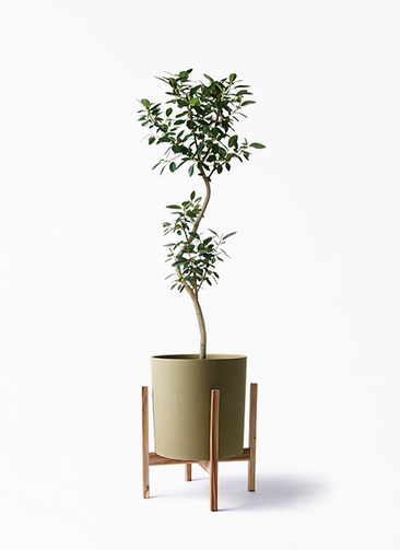 フランスゴムの木　曲がり仕立て　8号　アンティーク調　陶器鉢　植え込み発送 観葉植物 フランスゴムの木 8号 曲り プラスチック鉢 | 観葉植物