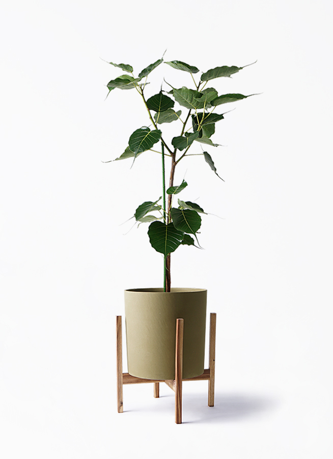 観葉植物 インドボタイジュ 8号 ホルスト シリンダー オリーブ ウッドポットスタンド付き 観葉植物ならhitohana ひとはな
