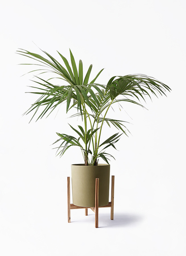 howea-forsteriana-125_1.jpg?