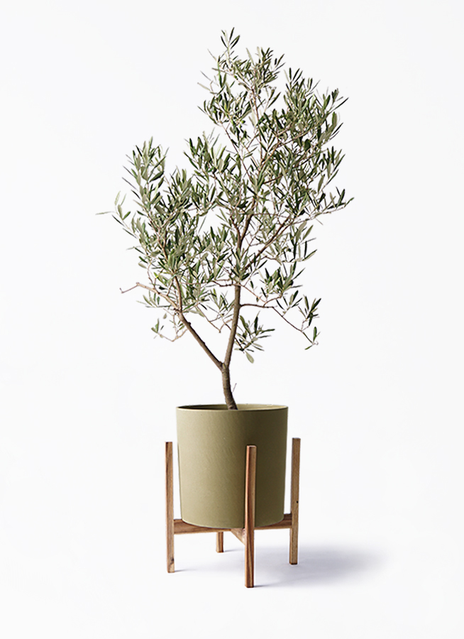 オリーブの木　デルモロッコ デルモロッコ Lサイズ 約120cm NO.10140 オリーブの木 - 株式会社鶴亀園