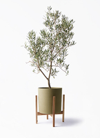 オリーブの木 デルモロッコ | 観葉植物通販HitoHana(ひとはな)