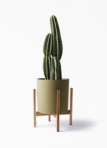 【現品】サボテン　スピラリス　8号　白鉢　（2） サボテン・スピラリス【現品販売】※送料無料 | 日本ライン花木