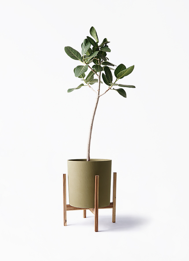 観葉植物 フィカス ベンガレンシス 8号 ストレート ホルスト