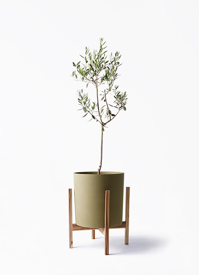 オリーブの木 カラマタ | 観葉植物通販HitoHana(ひとはな)