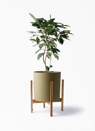 観葉植物 コーヒーの木 8号 ホルスト シリンダー オリーブ