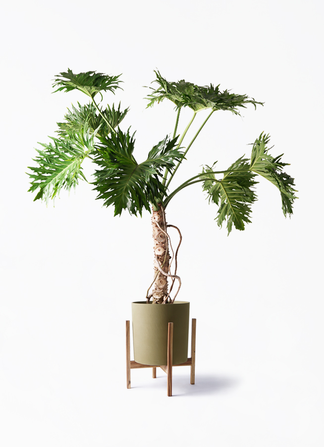 大正植物様 Amazon.co.jp: ユーフォルビア 5種 マカレンシス 大正キリン