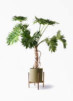 引き取り限定★1 セローム　8号　幹上がり　個性的　フィロデンドロン　観葉植物 引き取り限定☆1 セローム 8号 幹上がり 個性的 フィロデンドロン 観葉植物