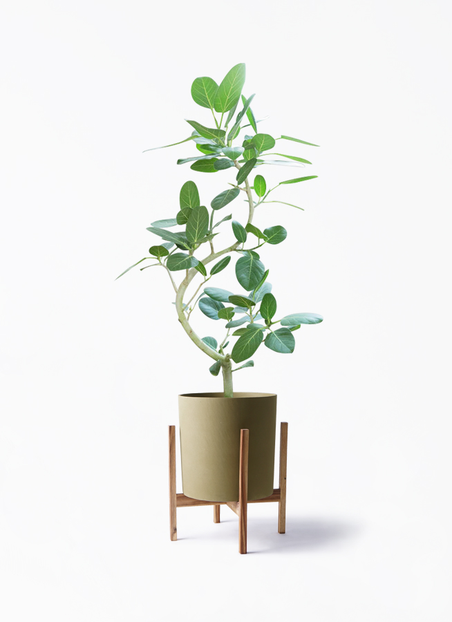 フィカス ベンガレンシス 8号 曲がり | 観葉植物通販 Hitohana（ひとはな）