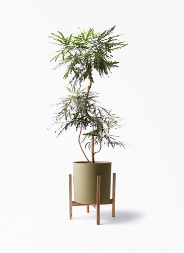 その他観葉植物 Latte 楽天市場】ラセンイ（ラセンイソウ） 茶色 モスポット