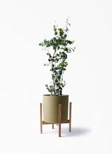 eucalyptus-80_1.jpg?1548798085