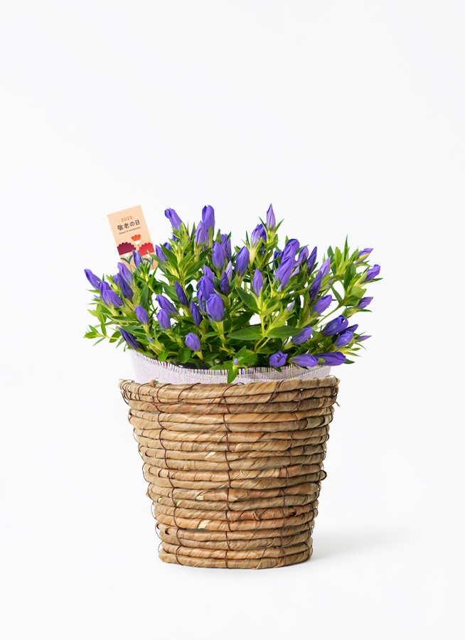 木彫りの飾り鉢 長野県花「リンドウ」 約24cm 敬老の日限定】 リンドウ 鉢花 ブルー ウッドポット | 鉢植えのお花