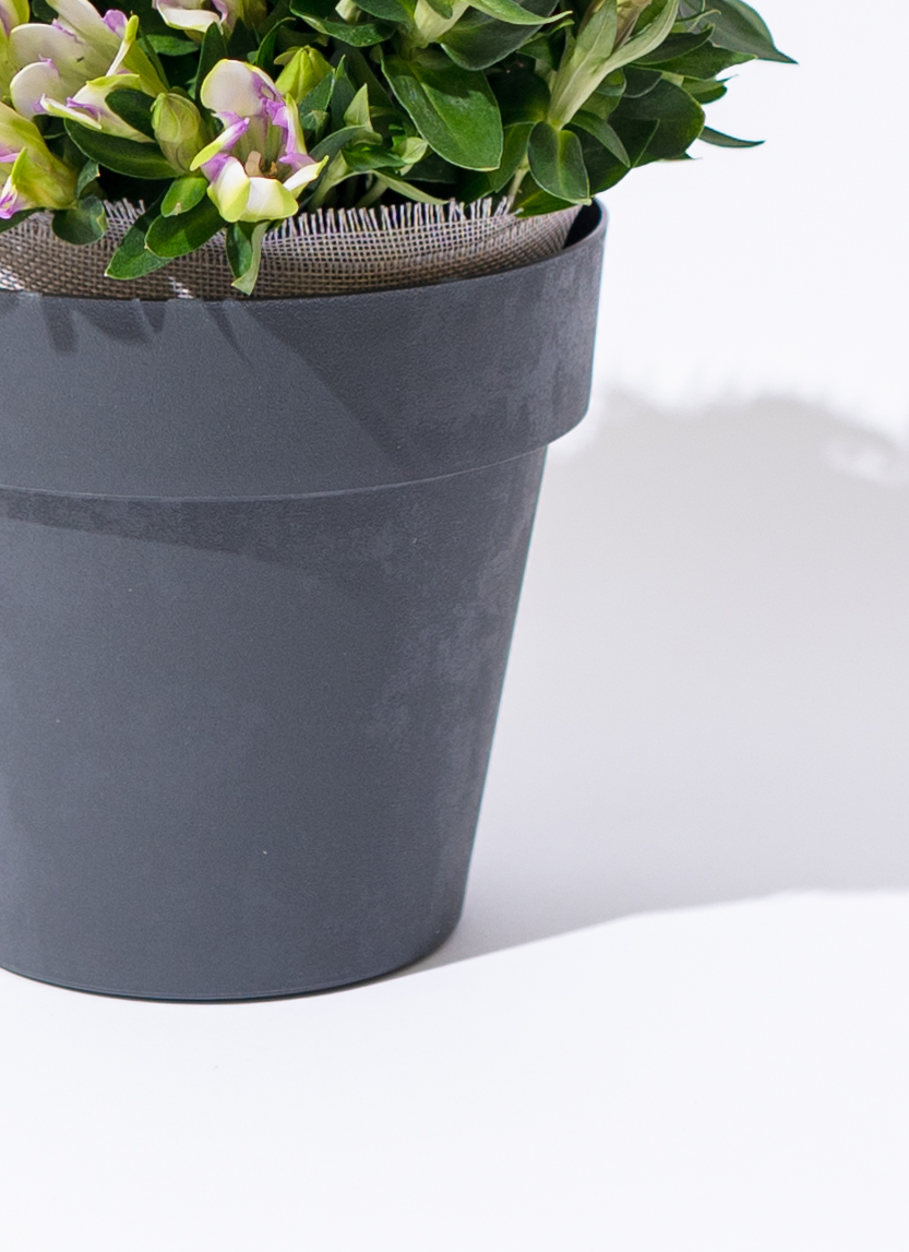 敬老の日限定】 リンドウ 鉢植え ピンク＆ホワイト ブラック