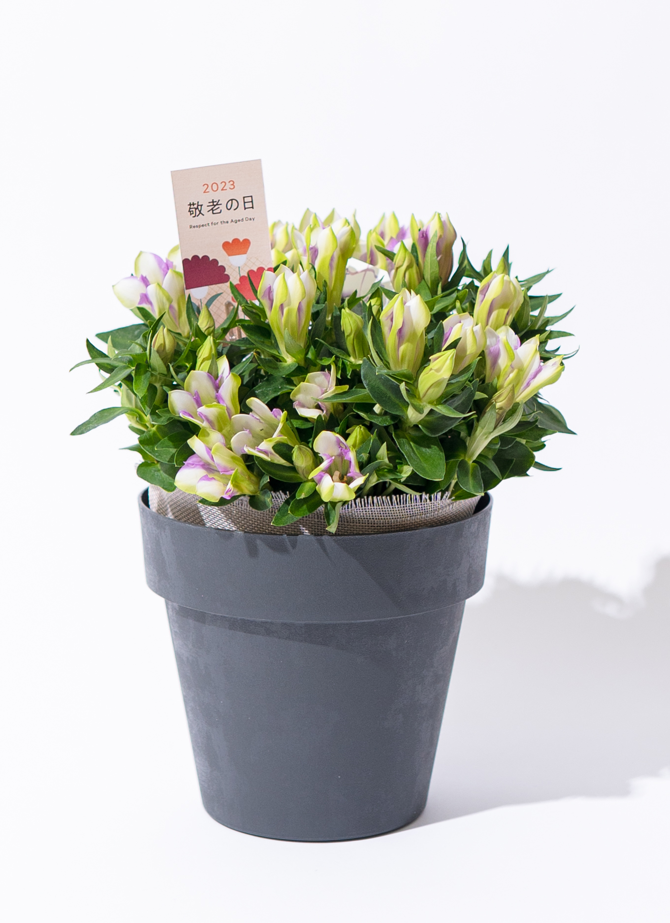 鉢花 BlueMN 園芸ネット本店｜ファレノプシス：Blue Gene（ブルージーン）(R)5本