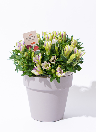 敬老の日限定】 リンドウ 鉢植え ピンク＆ホワイト グレーポット付き
