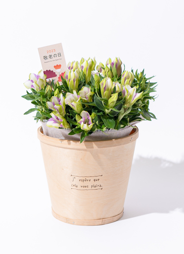 gentian-pod-pink-3_1.jpg?