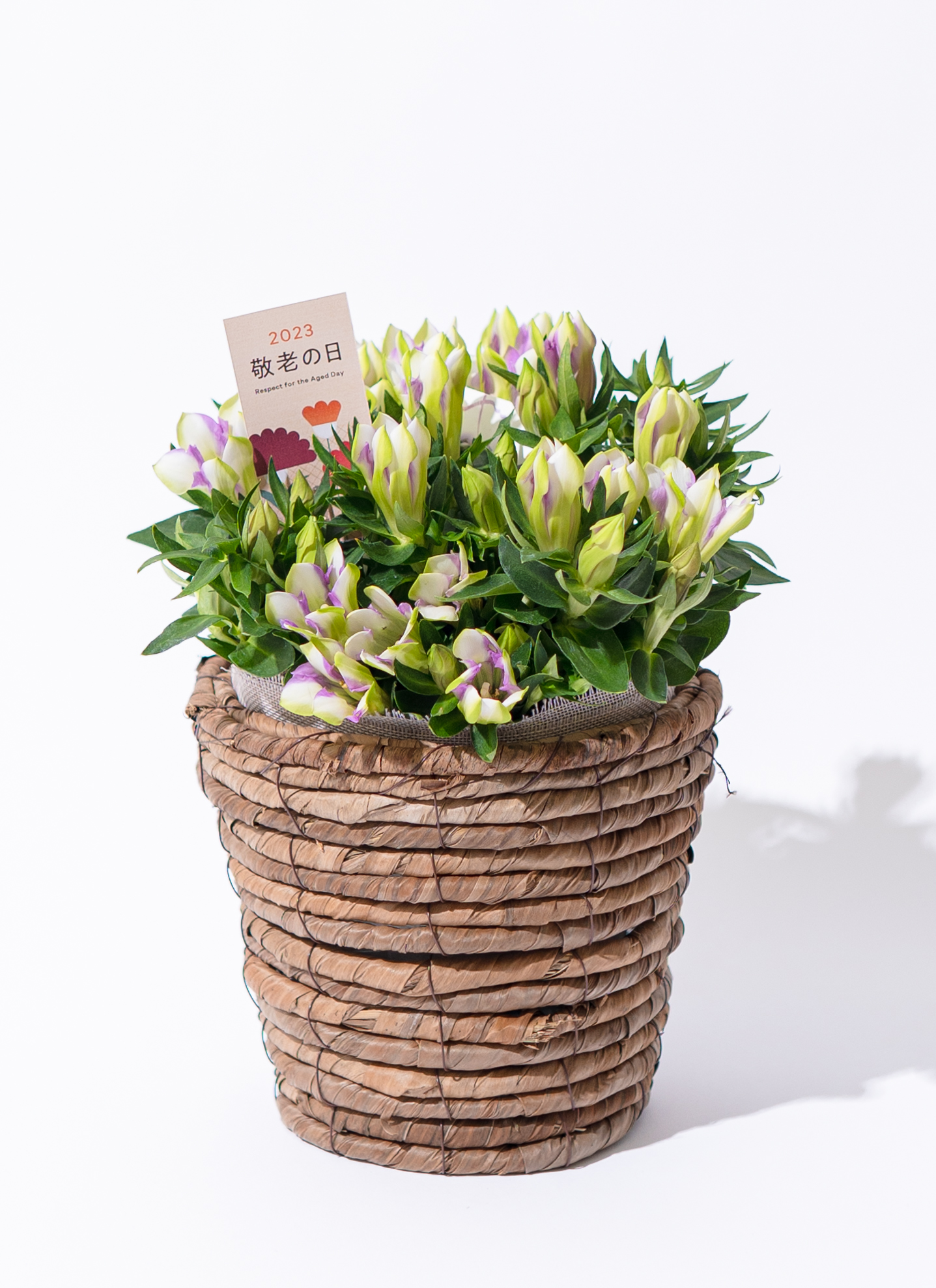 鉢花 BlueMN 青色（ブルー）の鉢植えのお花 | 鉢植えのお花ならHitoHana（ひとはな）