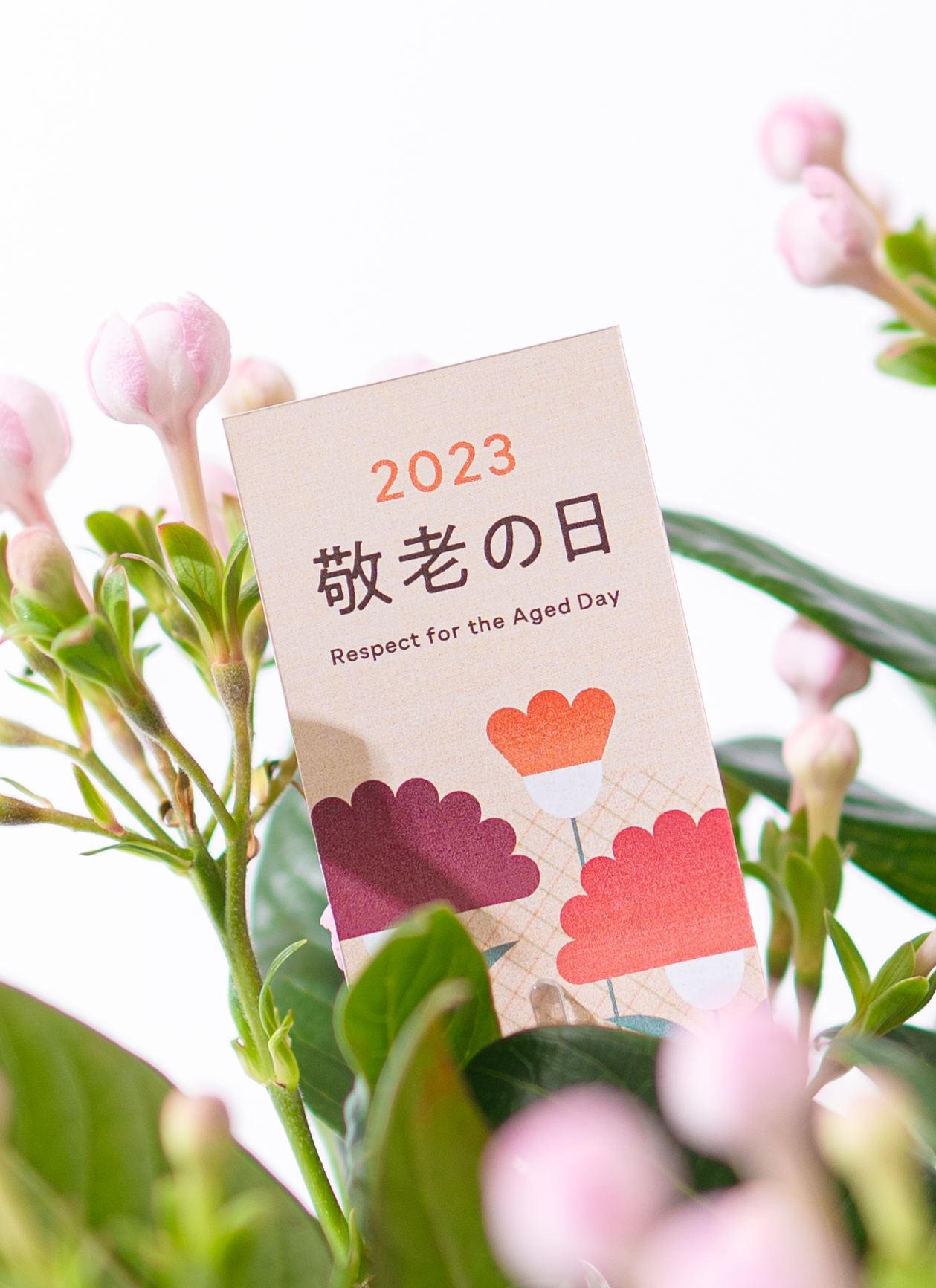敬老の日限定】 ルクリア（におい桜） 鉢植え ピンク ブラックポット