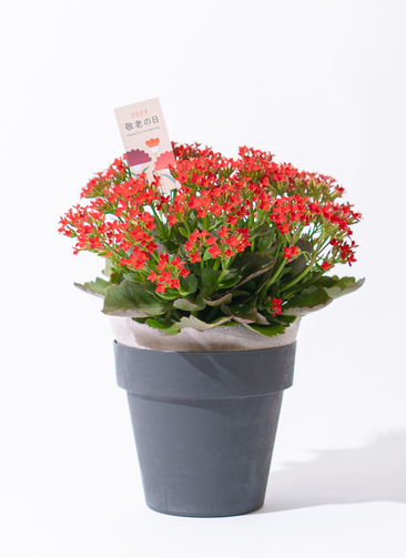 敬老の日限定】カランコエ 鉢植え ピンク ウッドポット | 鉢植え