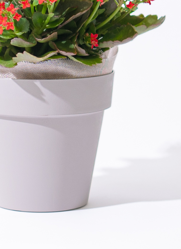 敬老の日限定】 カランコエ 鉢植え レッド グレーポット | 鉢植えの