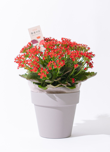 敬老の日限定】 カランコエ 鉢植え レッド グレーポット | 鉢植えの