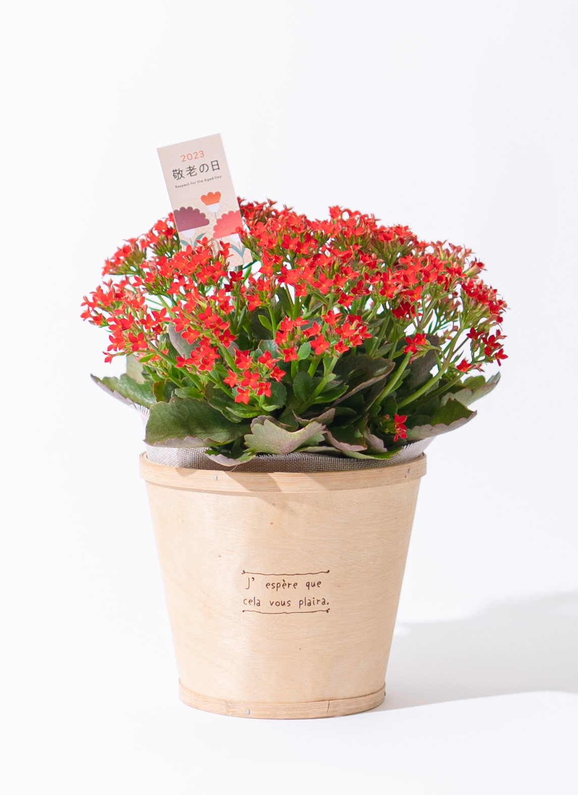 敬老の日限定】 カランコエ 鉢植え レッド グレーポット | 鉢植えの