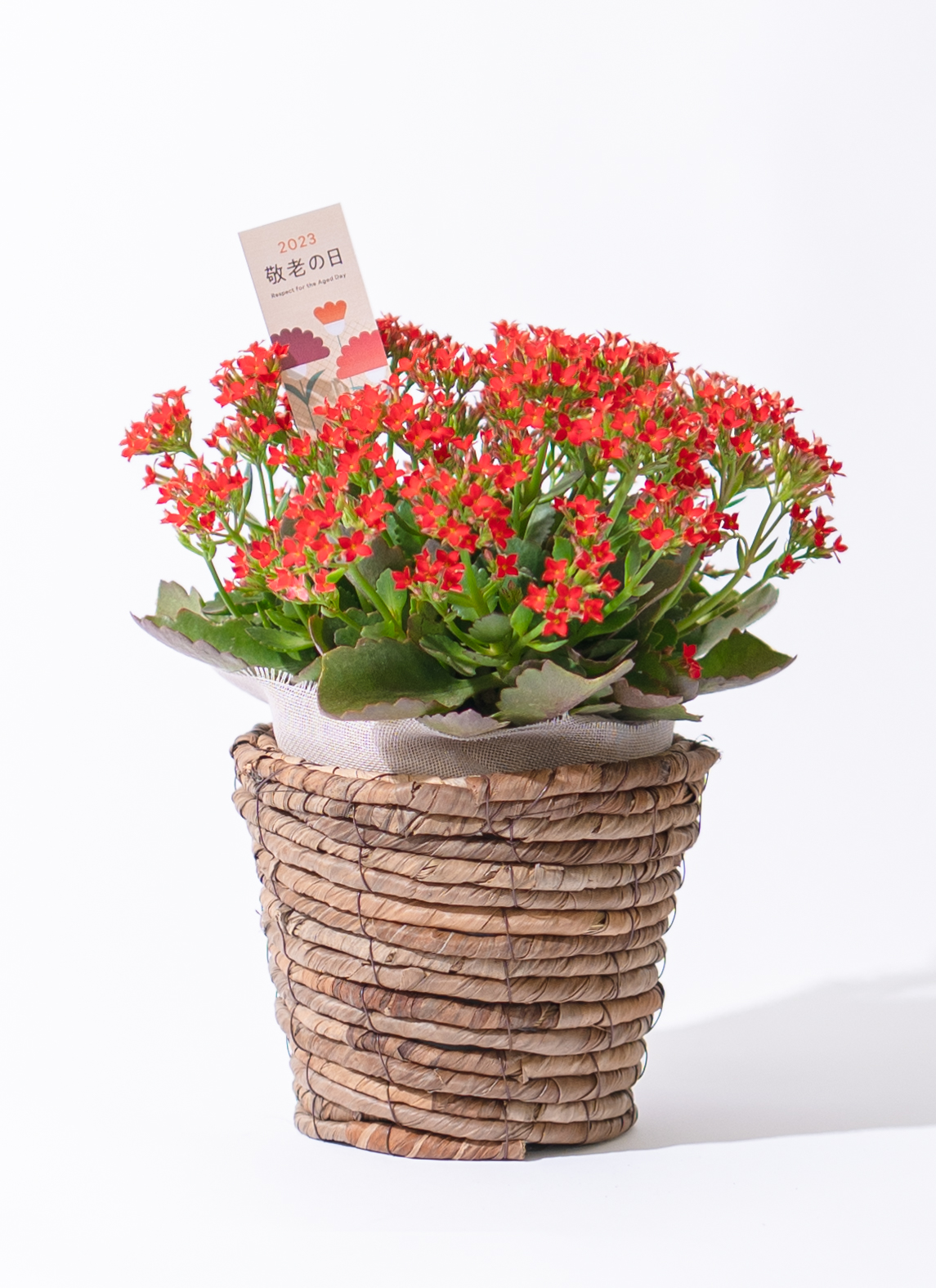 敬老の日限定】 カランコエ 鉢植え レッド ブラックポット | 鉢植えの