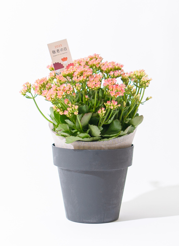 敬老の日限定】カランコエ 鉢植え ピンク ブラックポット
