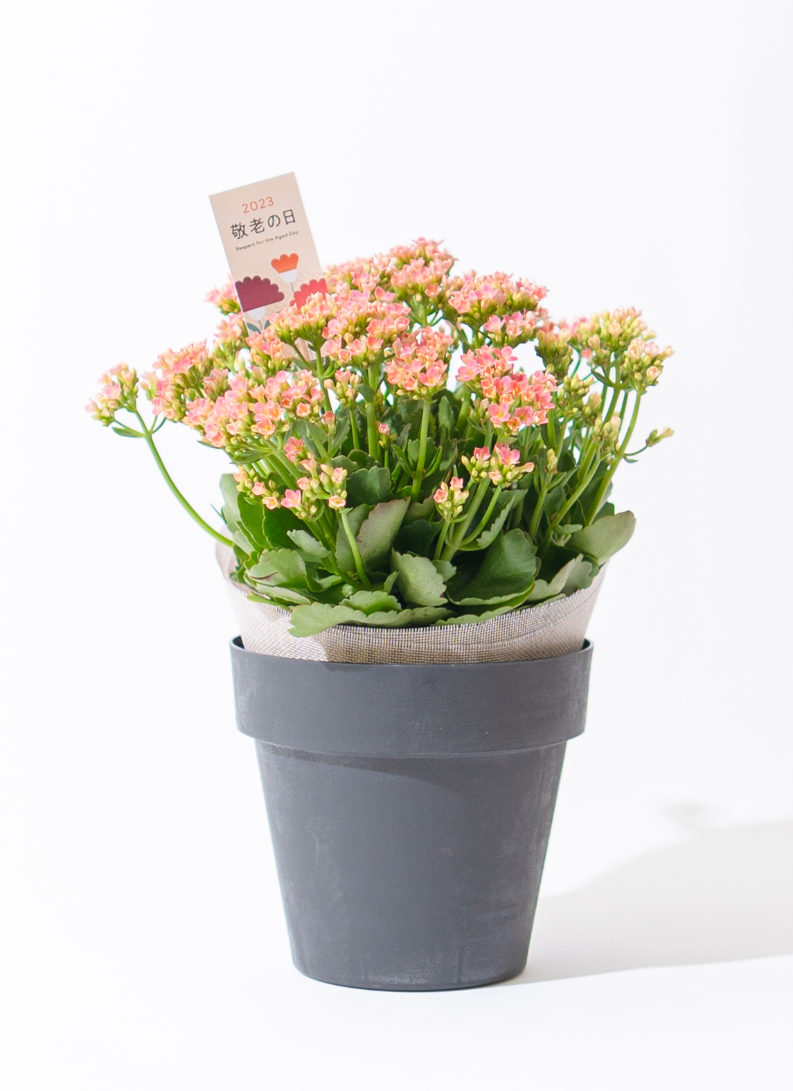 カランコエ ピンク花 多肉植物 敬老の日限定】カランコエ 鉢植え ピンク ブラックポット | 鉢植えの