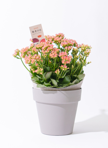 敬老の日限定】カランコエ 鉢植え ピンク グレーポット | 鉢植えのお花
