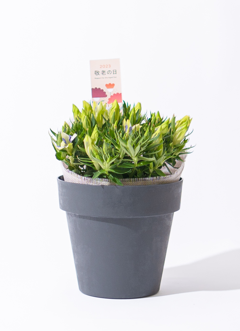 青色（ブルー）の鉢植えのお花 | 鉢植えのお花ならHitoHana（ひとはな）