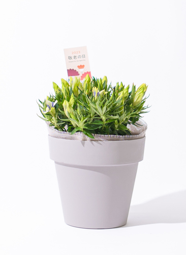 クトウテン　鉢のみ　植物はつきません QUTOTEN.（くとうてん）公式オンラインストア