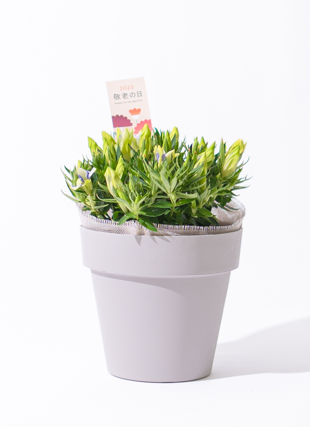 リンドウの鉢植え | フラワーギフトならHitoHana（ひとはな）