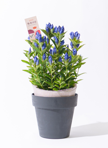 春うらら　地植え最適なプルーンの鉢2鉢 敬老の日限定】 リンドウ 鉢植え ブルー ブラックポット付き
