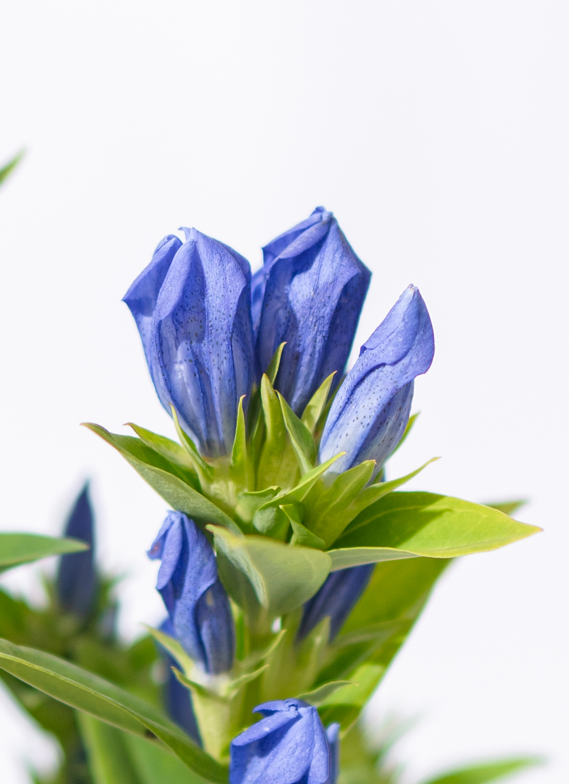 敬老の日限定】 リンドウ 鉢植え ブルー ブラックポット付き | 鉢植え