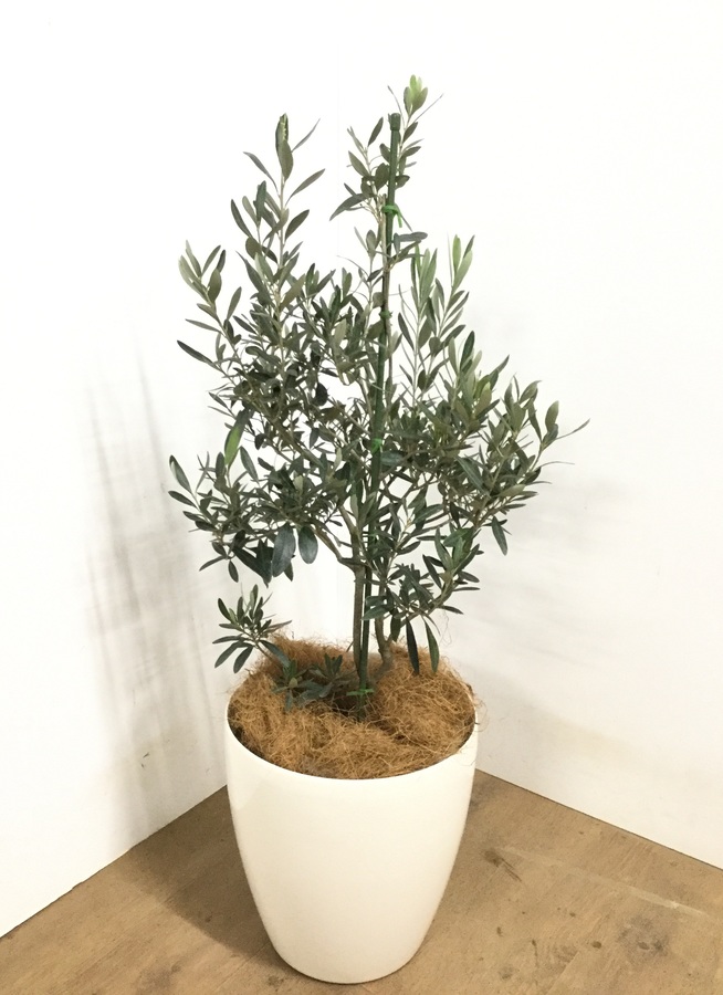 現品 オリーブ 1撮影 8 Cipressino シプレッシーノ チプレッシーノ 品番bu Sale 58 Off チプレッシーノ