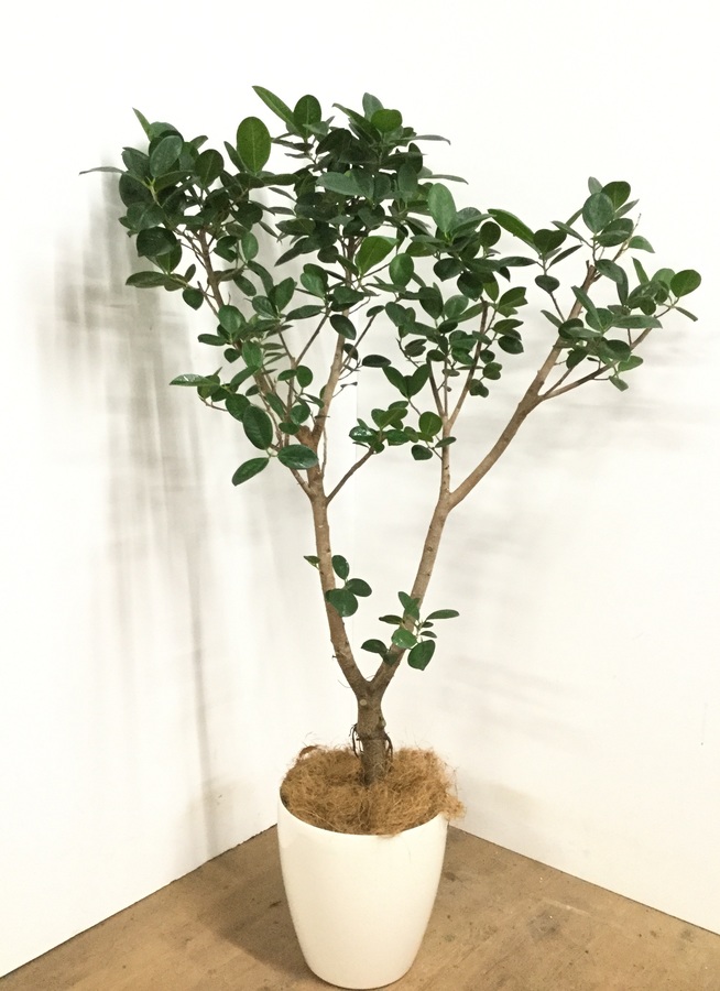 観葉植物 155cm フィカス ジャンボリーフ 8号 観葉植物ならhitohana ひとはな