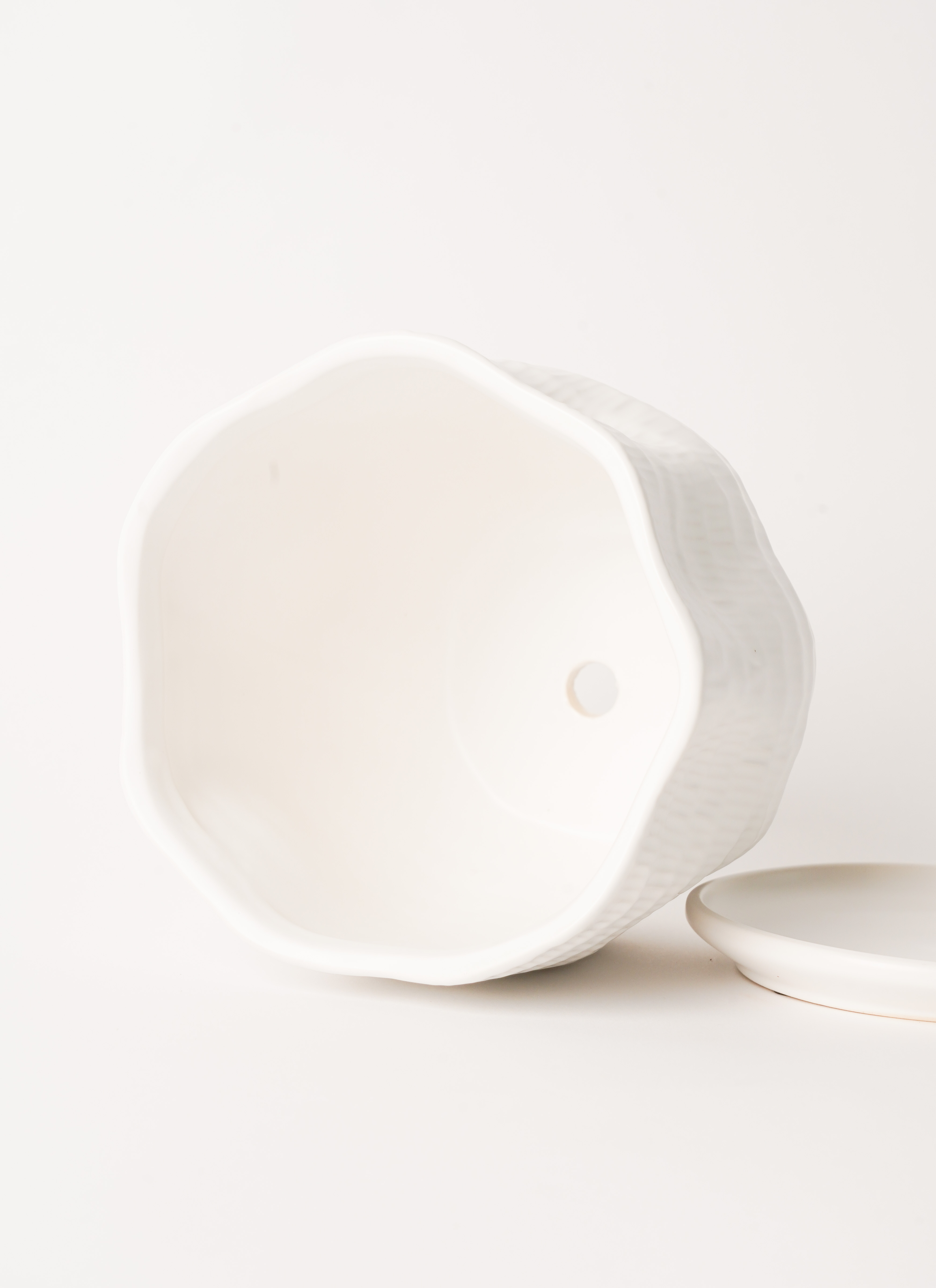 クワズイモ 合成樹脂鉢 お皿付き 現品］【希少】2番 シマクワズイモ