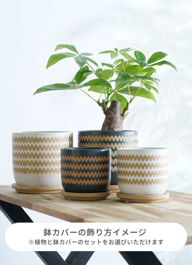 観葉植物 ミルクブッシュ 4号 インナ 15 W グリーン 付き | 観葉植物