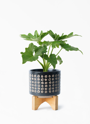 観葉植物 フィロデンドロン 3号 セローム ヒトデカズラ レータ 15 K