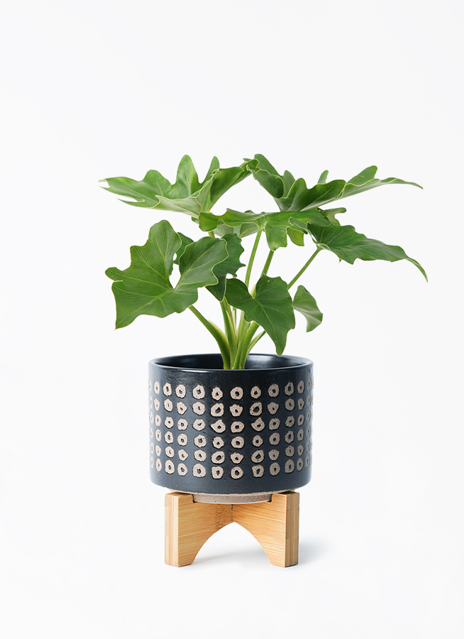 ☆フィロデン セロウム バリエガータ☆3号鉢☆希少☆ 観葉植物 フィロデンドロン 3号 セローム ヒトデカズラ アダ