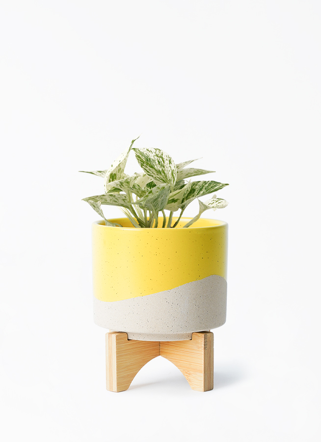 その他観葉植物 invisible ink Classic bowl Cross bone その他観葉