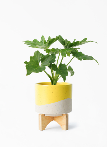 philodendron-selloum-594_1.jpg