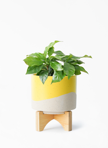 観葉植物 コーヒーの木 3号 レーナ 15 Y イエロー 付き | 観葉植物なら