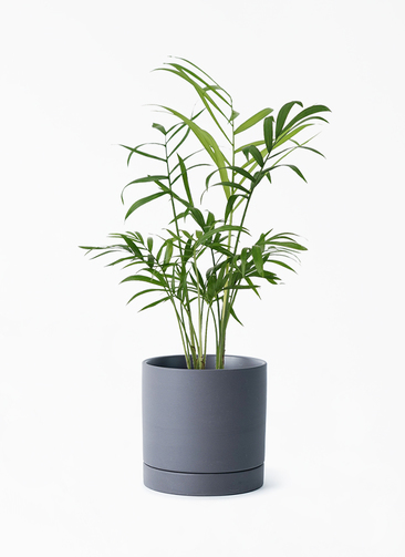 table-palm-457_1.jpg?1696553635