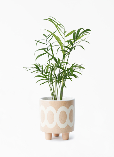 テーブルヤシ1mサイズ 観葉植物 テーブルヤシ 3号 ラダ 12 B ベージュ 付き | 観葉植物なら